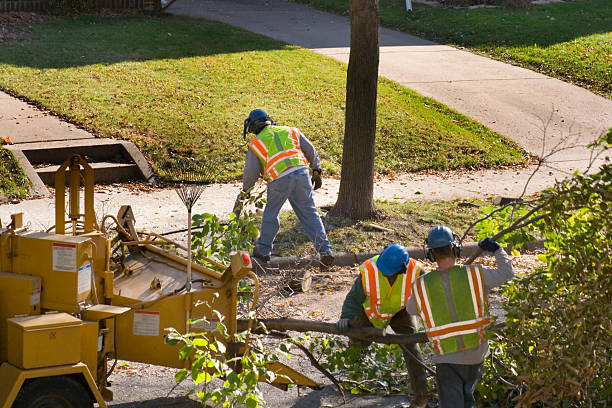 The Steps Involved in Our Tree Care Process in Haughton, LA